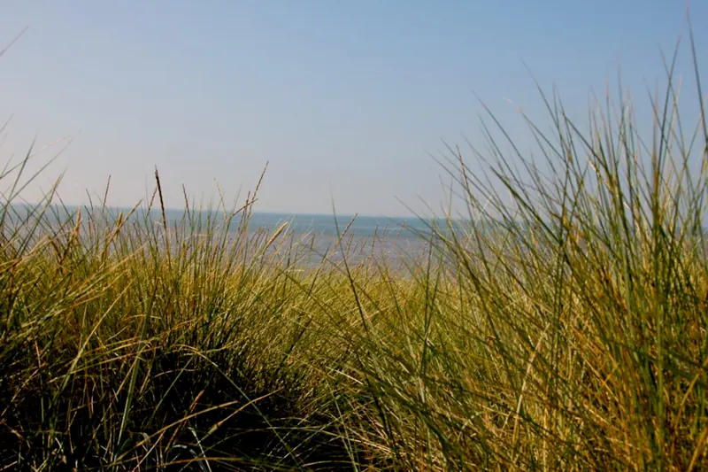 Blick über das Dünengras aufs Meer