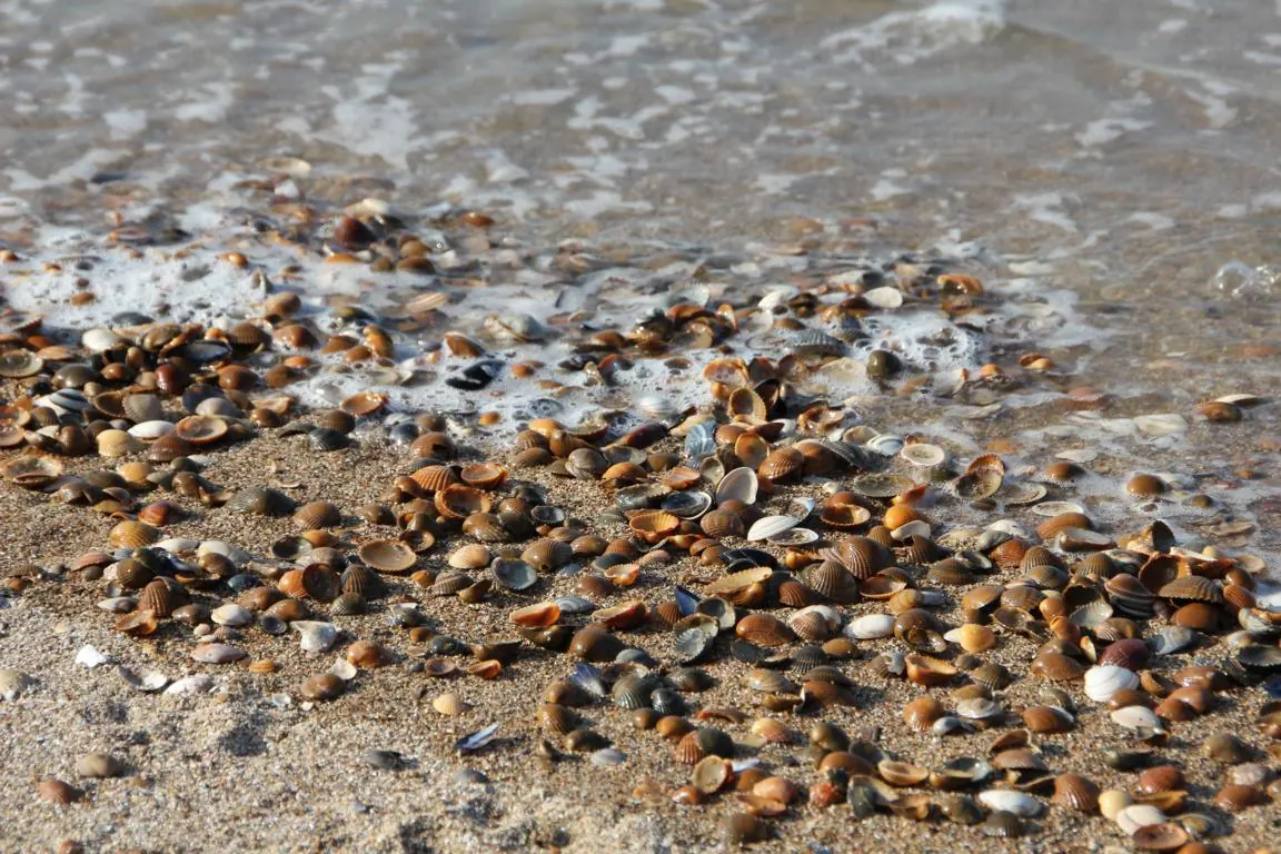 Muscheln und Muschelgrus am Strand von Cadzand-Bad